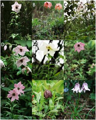 Lilium liangiae, a new species in the genus Lilium (Liliaceae) that reveals parallel evolution within morphology